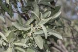 Elaeagnus angustifolia. Побег цветущего растения. Саратов, Лысая гора, склон горы, грунт каменисто-меловой. 16.06.2018.