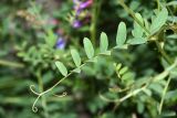 Vicia japonica. Лист. Приморский край, Кавалеровский р-н, окр. пгт Кавалерово, памятник природы \"Скала Дерсу-Узала\", на юго-западном щебнистом склоне под скалами у вершины. 19.06.2018.