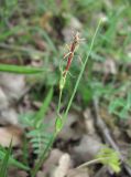 Carex phyllostachys. Верхушка побега с соцветиями. Дагестан, окр. г. Дербент, лес. 08.05.2018.