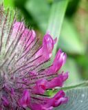 Trifolium alpestre