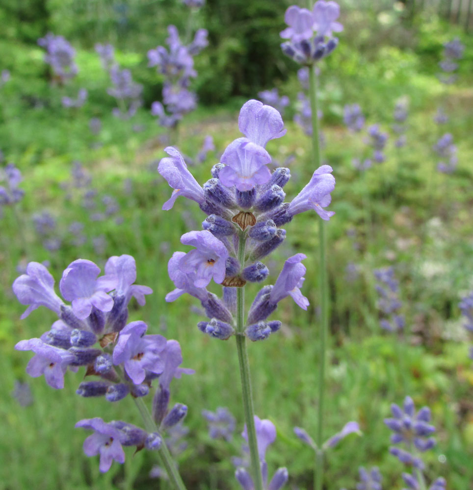 Image of Lavandula angustifolia specimen.