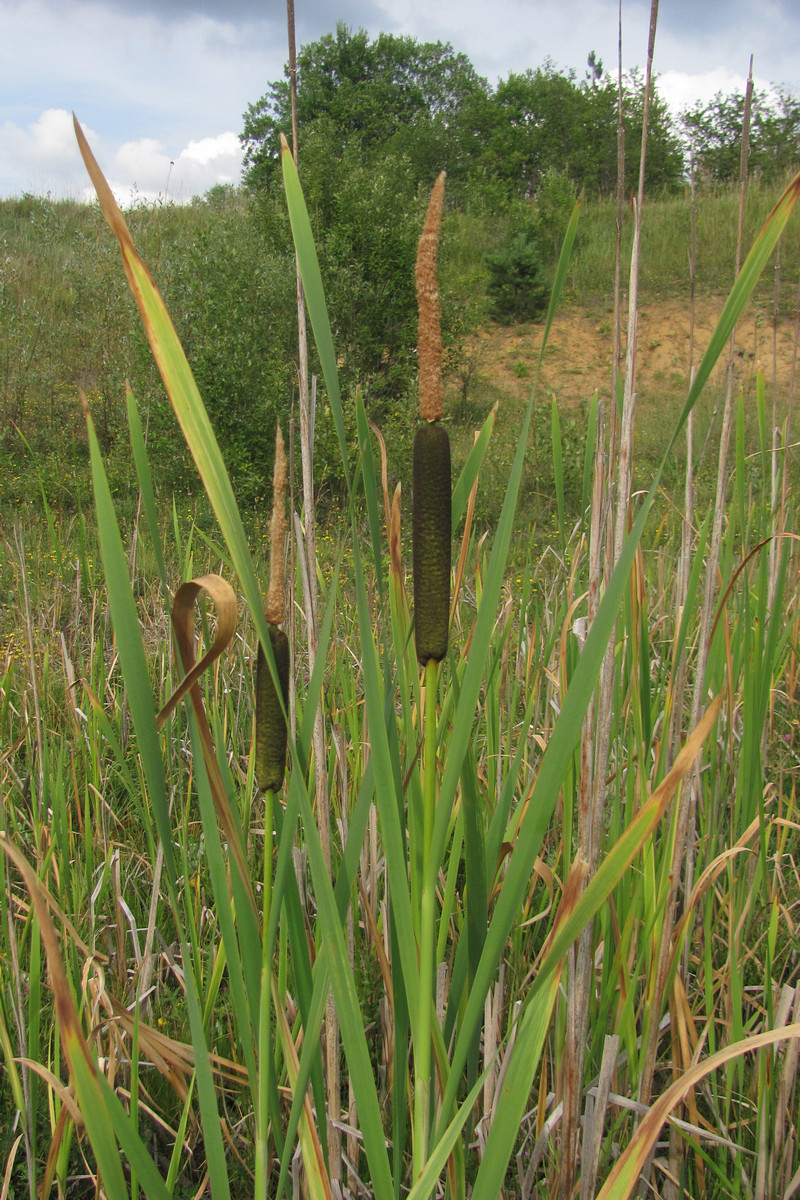 Image of Typha intermedia specimen.