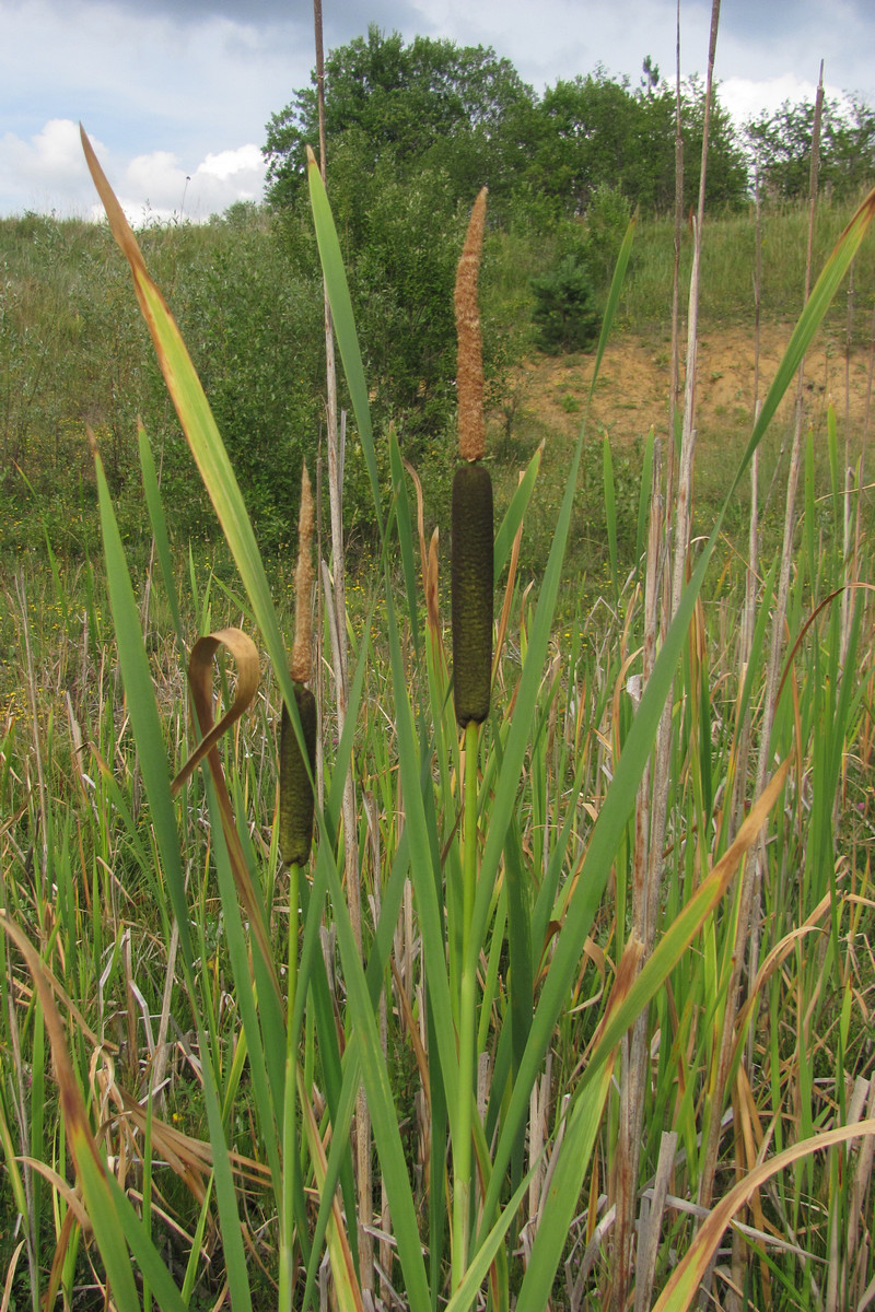 Изображение особи Typha intermedia.