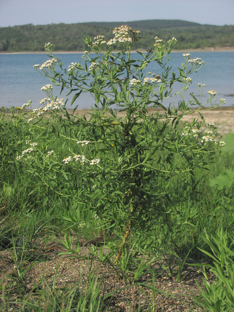 Image of Achillea salicifolia specimen.