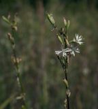 Silene tatarica