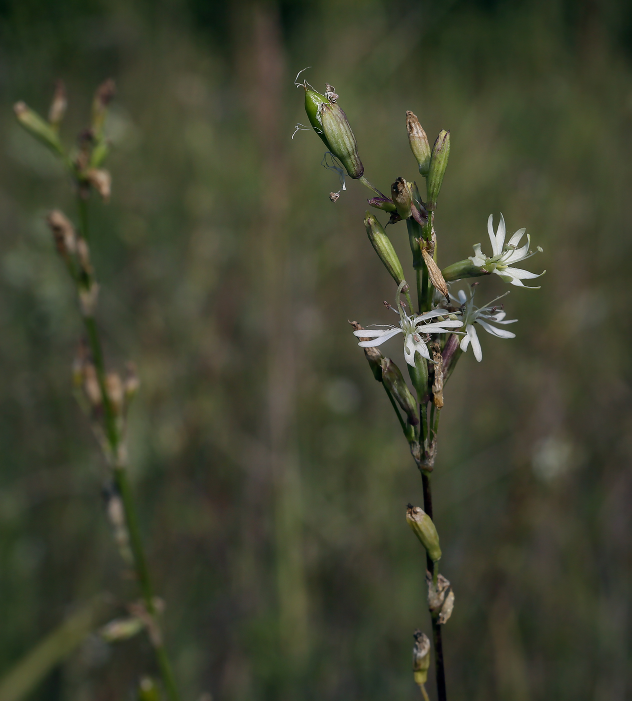 Изображение особи Silene tatarica.