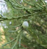 Juniperus scopulorum