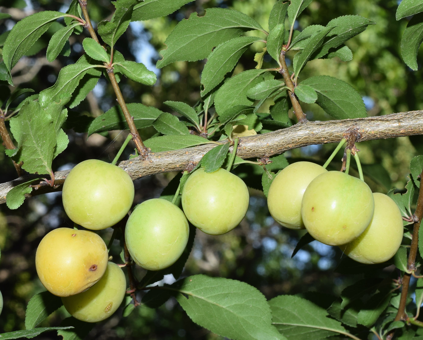 Изображение особи Prunus cerasifera.