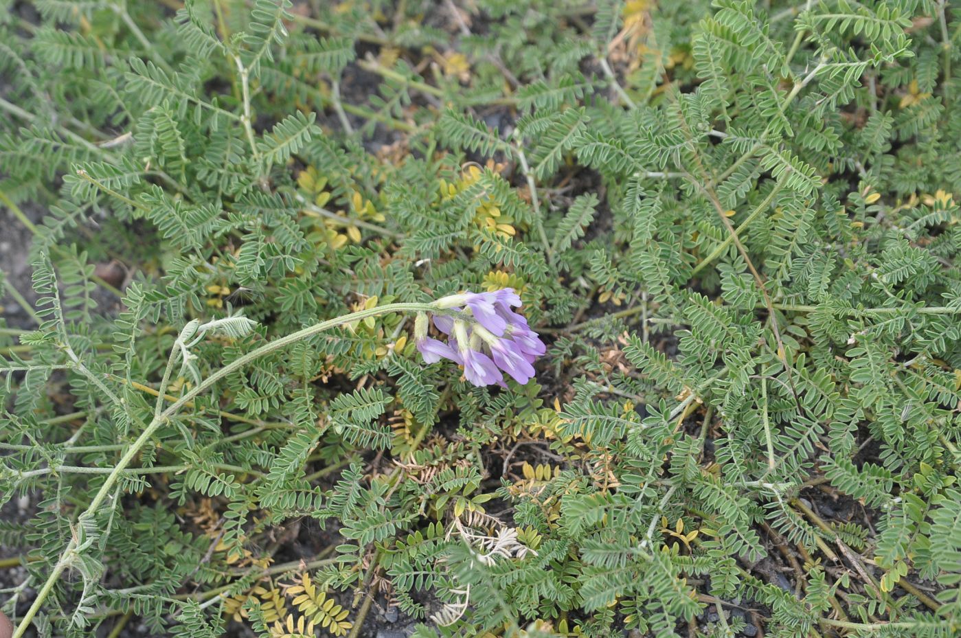 Изображение особи род Astragalus.