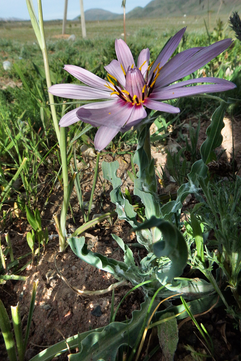 Изображение особи род Tragopogon.