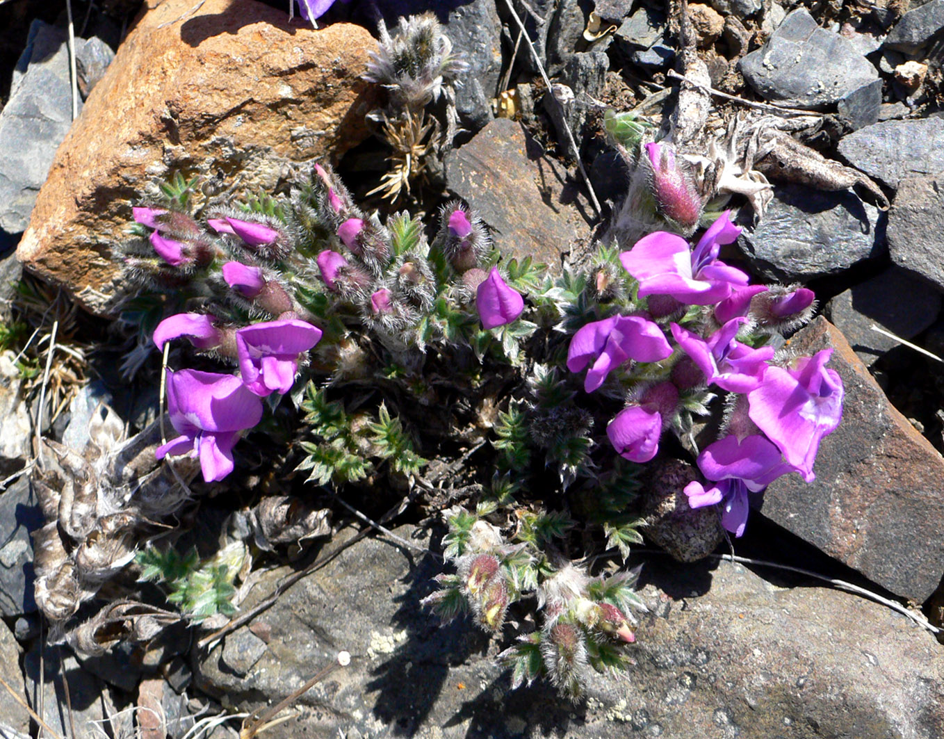 Image of Oxytropis nigrescens specimen.