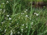 Galium uliginosum. Верхушки цветущих побегов. Магаданская обл., окр. г. Магадан, ост. \"Аммональная\", в разнотравье около р. Балахапчан. 10.08.2018.