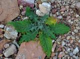 Cirsium vulgare. Вегетирующее растение. Новгородская обл., берег оз. Ильмень, геологический памятник \"Ильменский глинт\", каменистый берег озера. 04.11.2018.