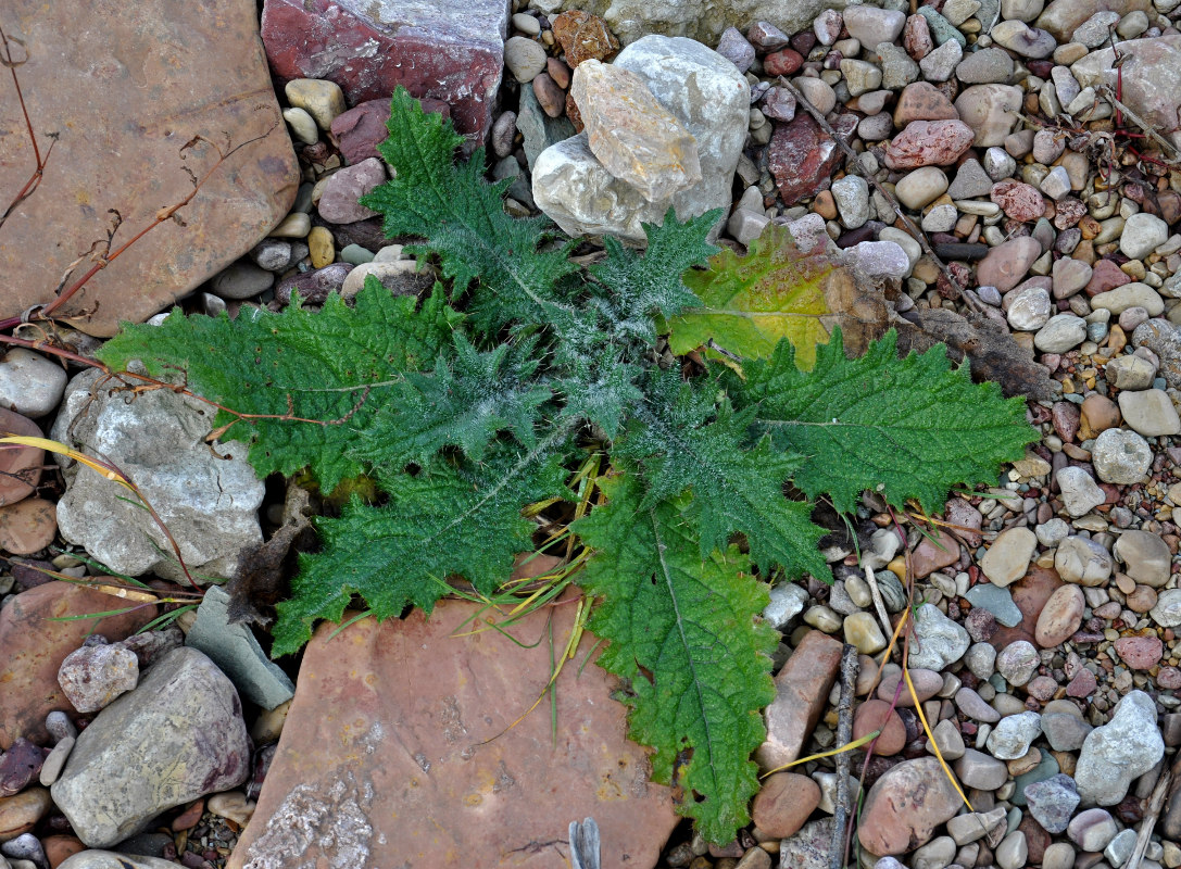 Image of Cirsium vulgare specimen.