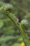 Matteuccia struthiopteris. Верхушка разворачивающейся вегетативной вайи. Костромская обл., Судиславский р-н, окр. дер. Антипино, пойма р. Кохталка. 25.05.2018.