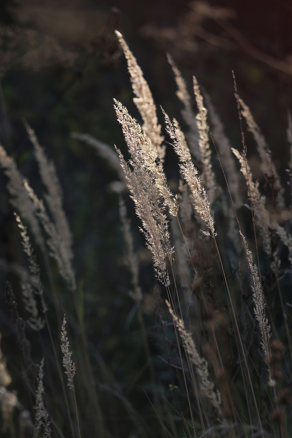 Изображение особи Calamagrostis epigeios.