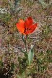 Tulipa lehmanniana