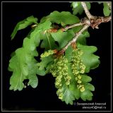 Quercus robur. Ветвь с мужскими соцветиями. Подмосковье. 05.05.2008.