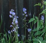 Polemonium chinense