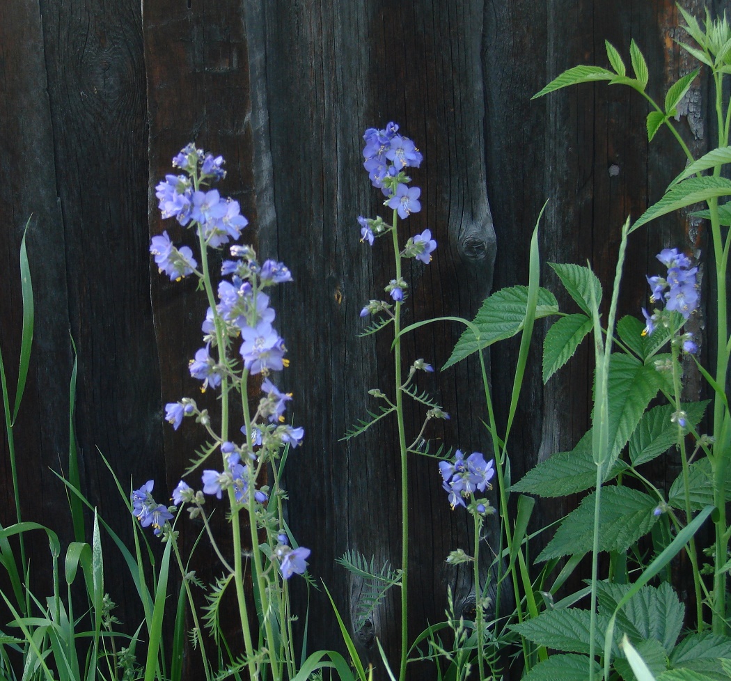 Image of Polemonium chinense specimen.