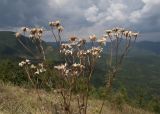 Pyrethrum corymbosum. Верхушка увядшего из-за засухи растения. Краснодарский край, м/о г. Геленджик, хр. Маркотх, гора Иорданова, ≈ 650 м н.у.м., горный луг. 23.07.2016.