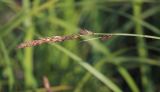 Carex lithophila