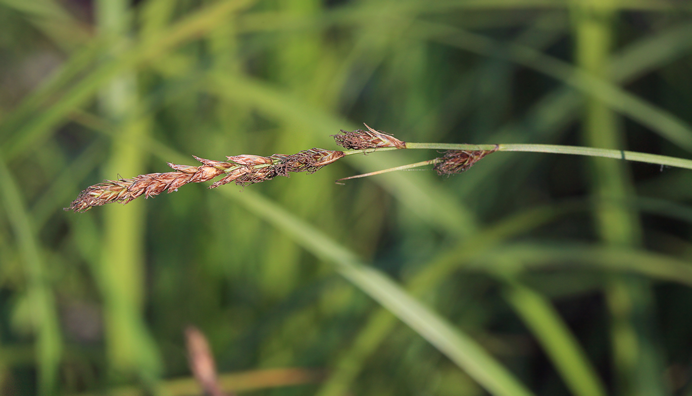 Image of Carex lithophila specimen.