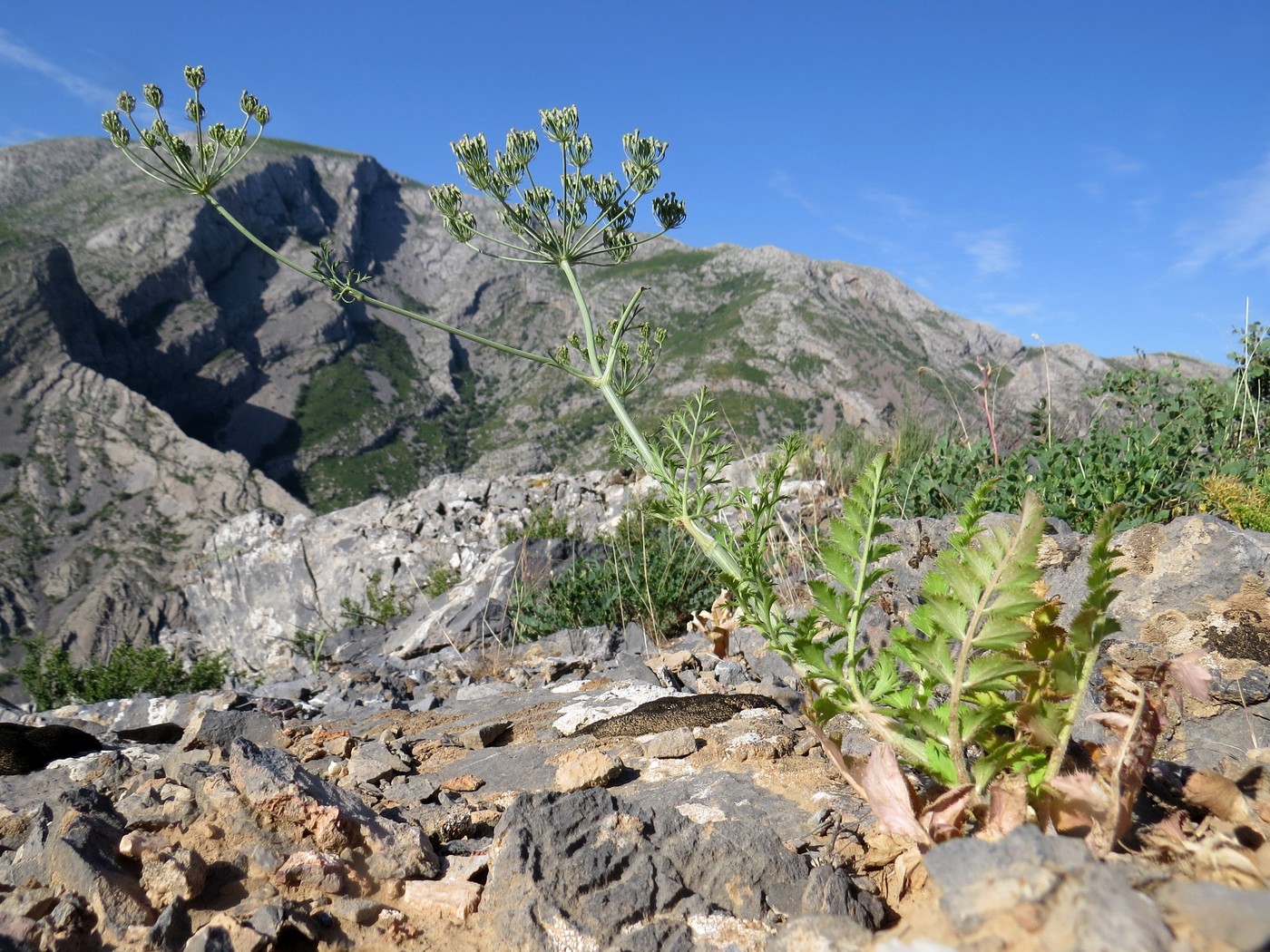 Image of Oedibasis apiculata specimen.