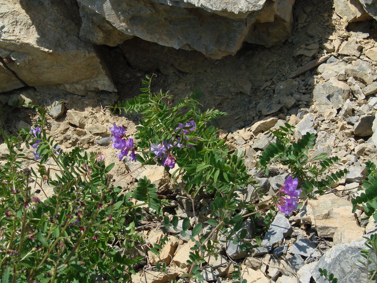 Изображение особи Vicia olchonensis.