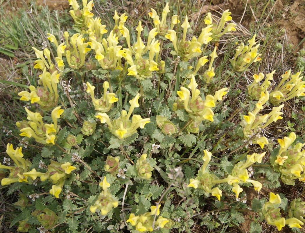 Image of genus Scutellaria specimen.