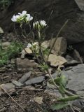 Arabis alpina