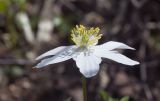 Anemone nemorosa