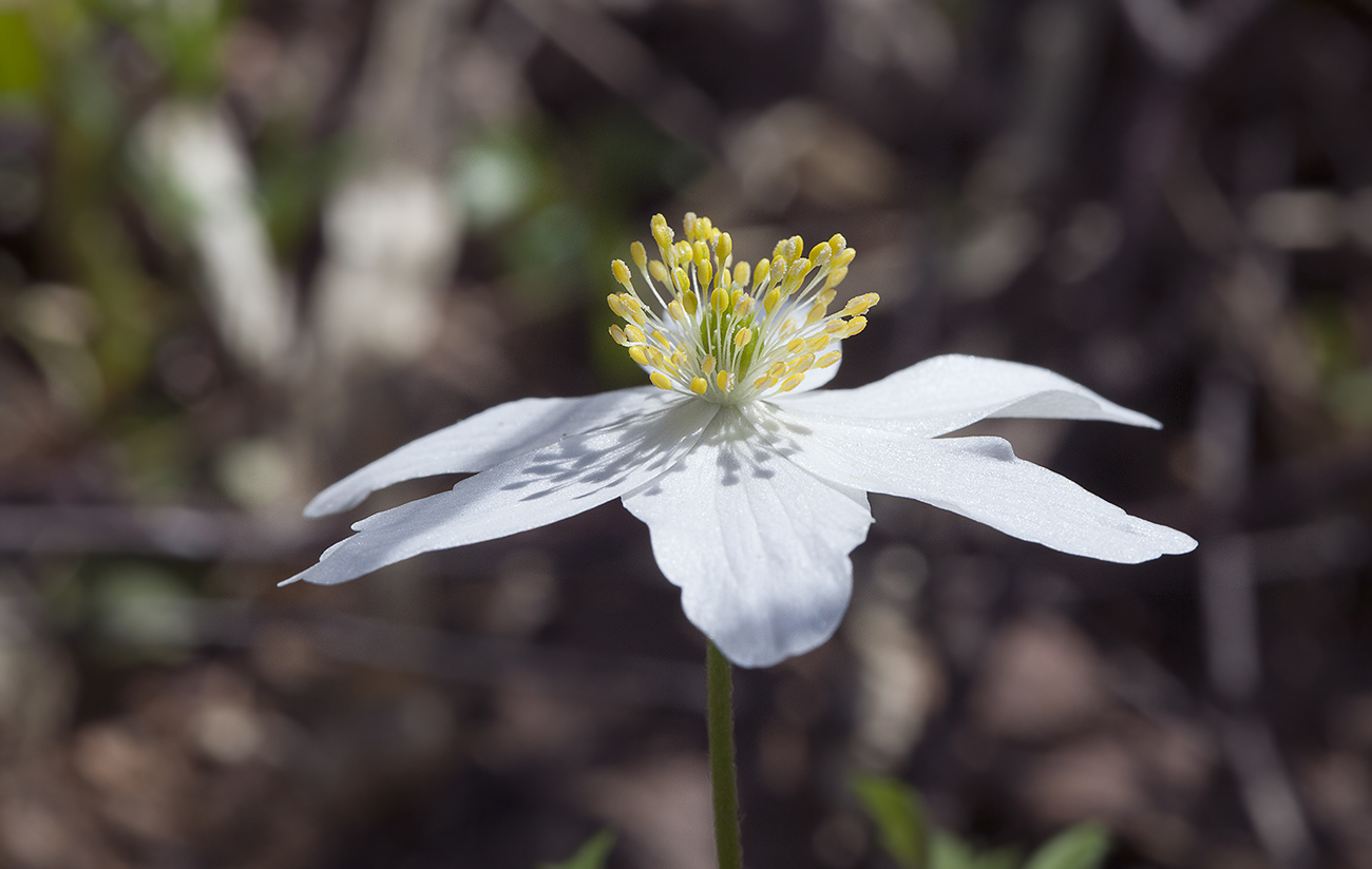 Изображение особи Anemone nemorosa.