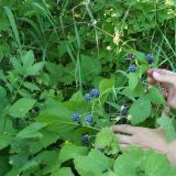 Rubus caesius. Верхушки веточек с незрелыми и зрелыми плодами. Казахстан, Восточно-Казахстанская обл., Уланский р-н, окр. с. Украинка, луг. 18.08.2006.