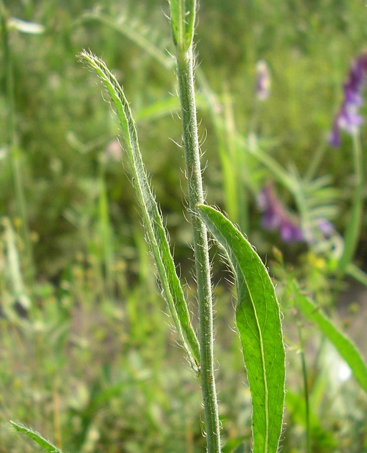 Изображение особи Pilosella echioides.