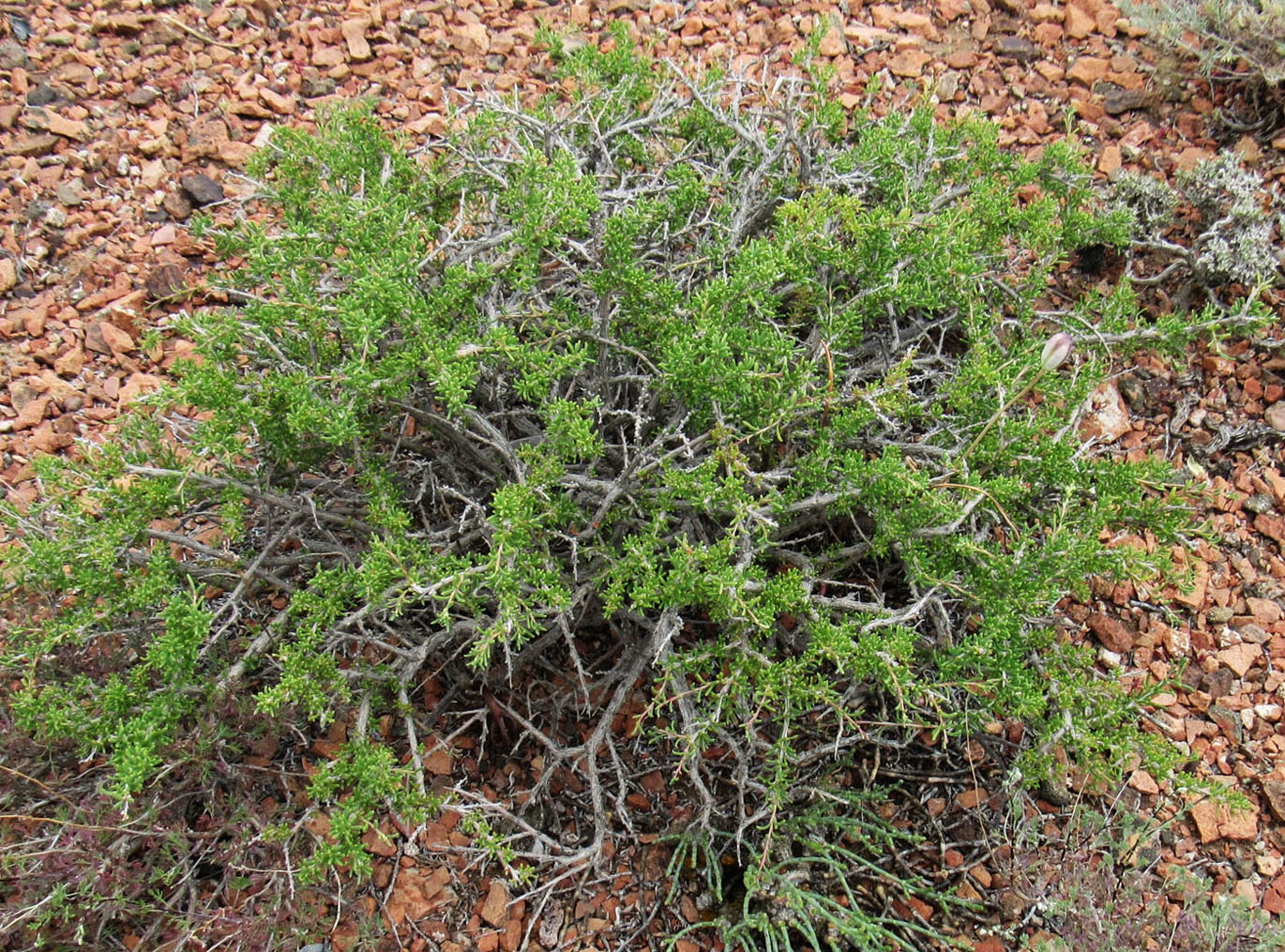 Image of Salsola arbusculiformis specimen.