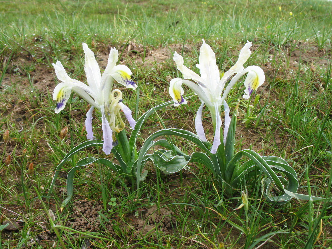 Image of Juno narbutii specimen.