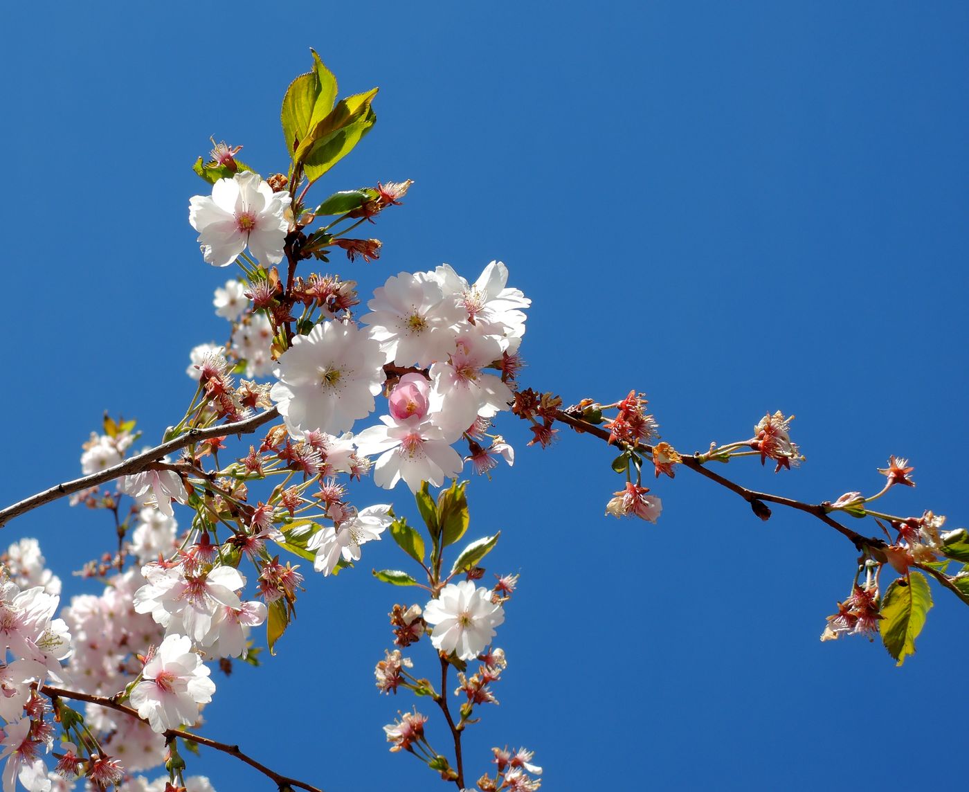 Изображение особи Prunus serrulata.