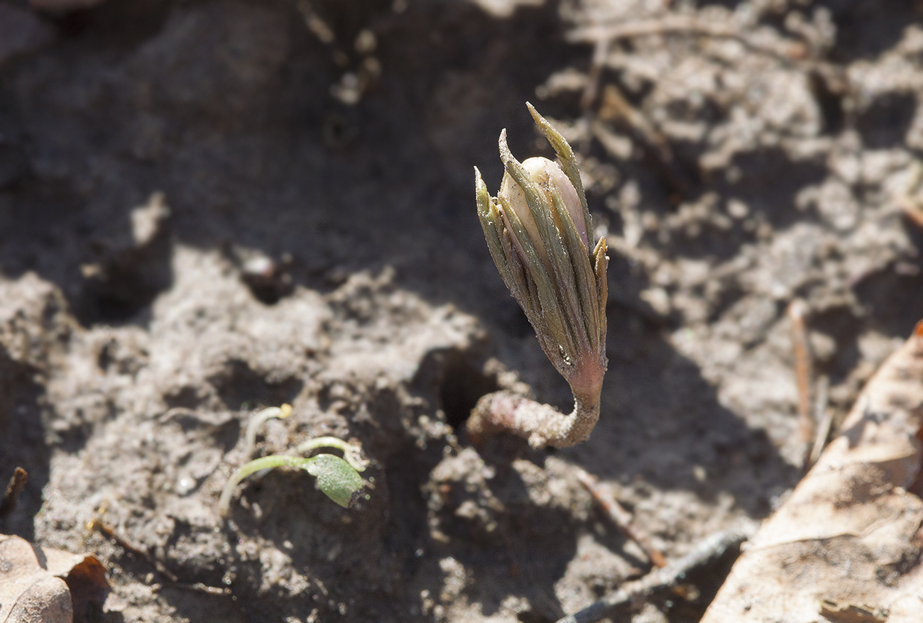 Image of Anemone altaica specimen.