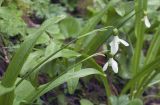 Galanthus woronowii