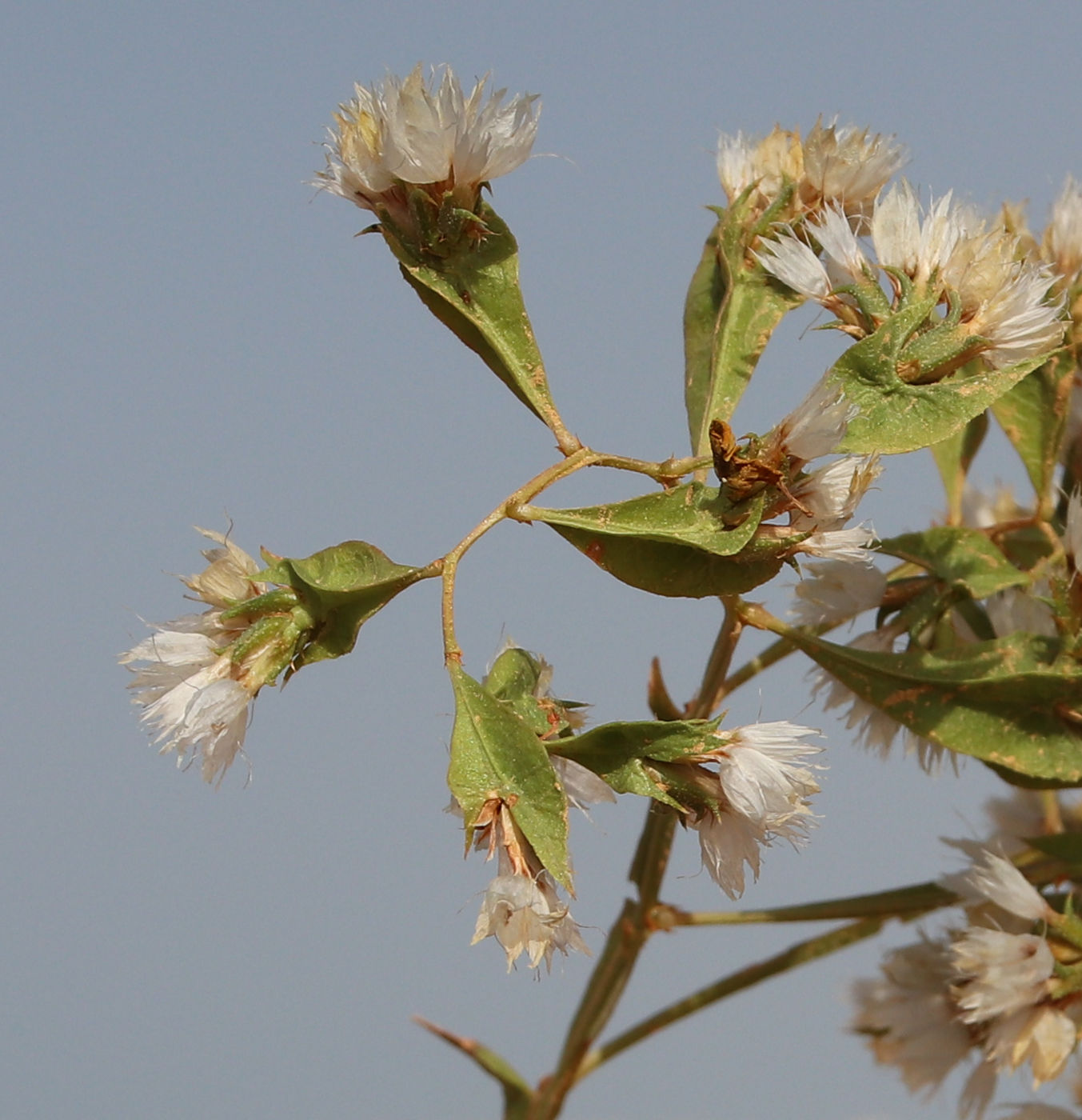 Image of Limonium lobatum specimen.