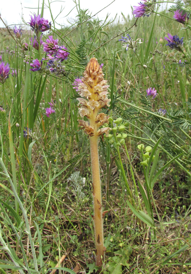 Изображение особи Orobanche minor.