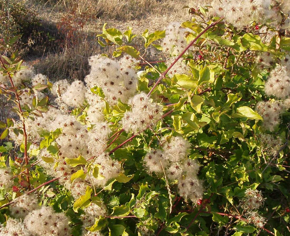 Изображение особи Clematis vitalba.