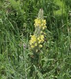 Pedicularis sibthorpii