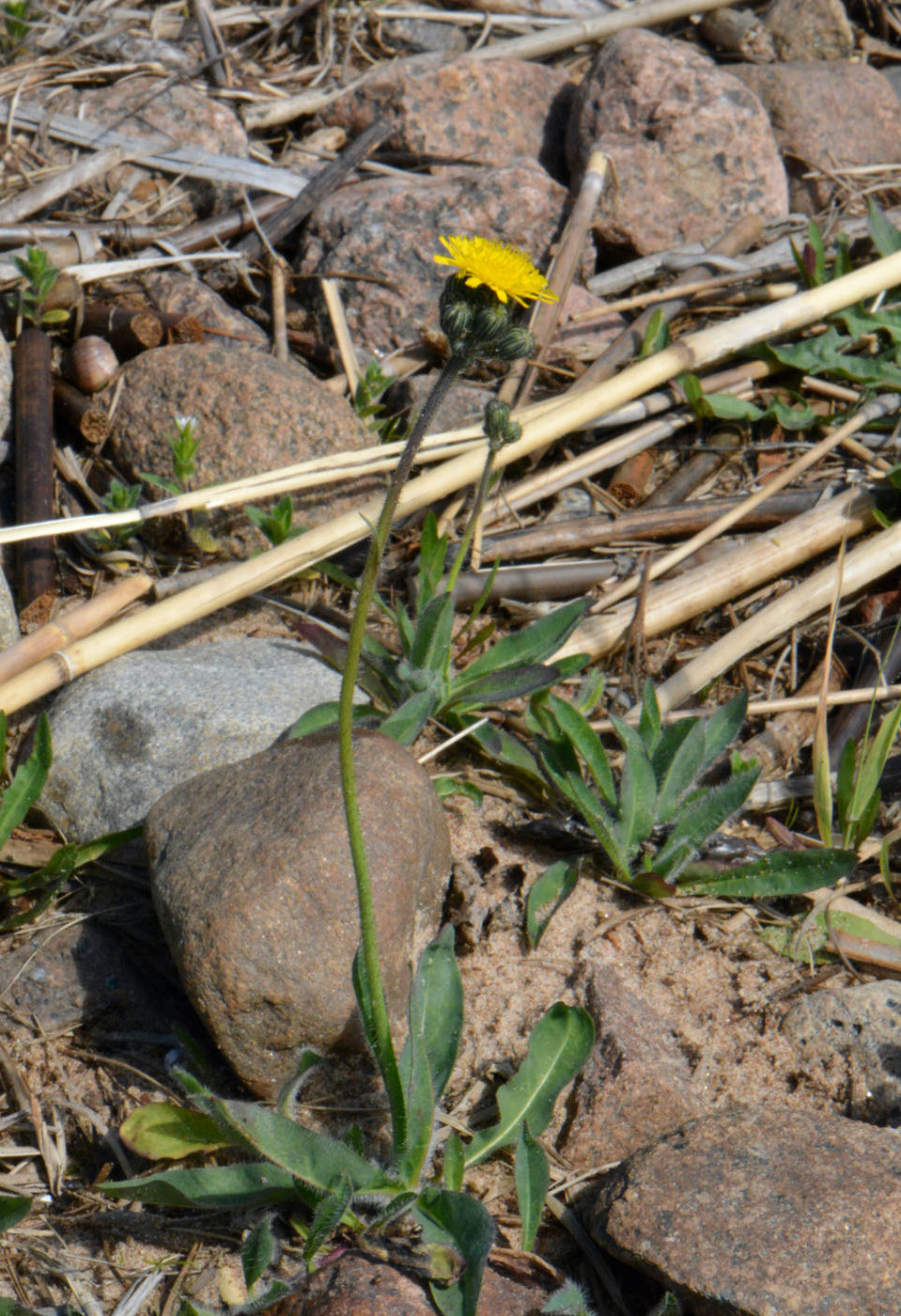 Image of Pilosella &times; floribunda specimen.