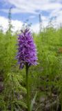 Dactylorhiza fuchsii