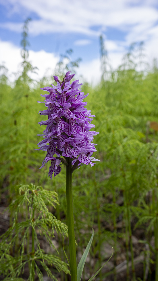 Image of Dactylorhiza fuchsii specimen.