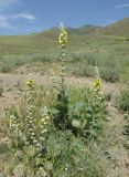 Verbascum formosum. Цветущее растение. Дагестан, Магарамкентский р-н, окр. с. Гарах, остепнённый склон. 4 июня 2019 г.