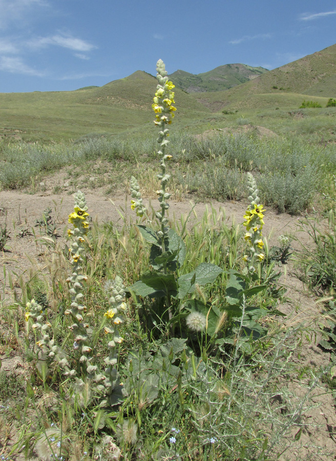 Image of Verbascum formosum specimen.