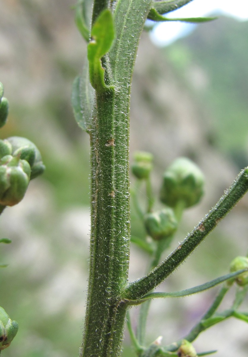 Image of Scrophularia orientalis specimen.